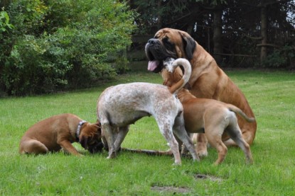 Continental Bulldogs Seeblickbulls Bilderalbum im Garten am 17. September 2011