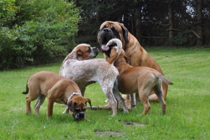 Continental Bulldogs Seeblickbulls Bilderalbum im Garten am 17. September 2011