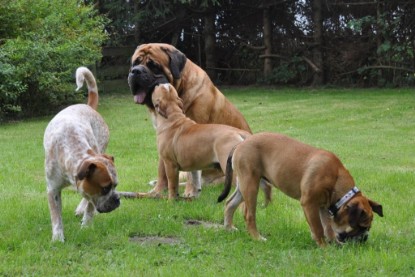 Continental Bulldogs Seeblickbulls Bilderalbum im Garten am 17. September 2011