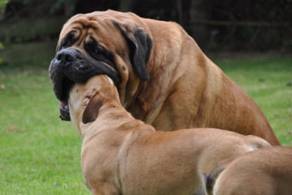 Continental Bulldogs Seeblickbulls Bilderalbum im Garten am 17. September 2011