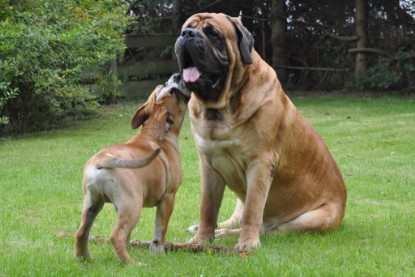 Continental Bulldogs Seeblickbulls Bilderalbum im Garten am 17. September 2011