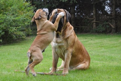 Continental Bulldogs Seeblickbulls Bilderalbum im Garten am 17. September 2011