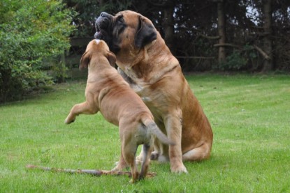 Continental Bulldogs Seeblickbulls Bilderalbum im Garten am 17. September 2011