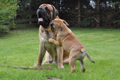 Continental Bulldogs Seeblickbulls Bilderalbum im Garten am 17. September 2011