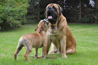 Continental Bulldogs Seeblickbulls Bilderalbum im Garten am 17. September 2011