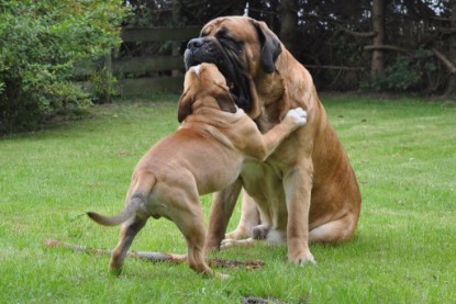 Continental Bulldogs Seeblickbulls Bilderalbum im Garten am 17. September 2011