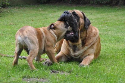 Continental Bulldogs Seeblickbulls Bilderalbum im Garten am 17. September 2011