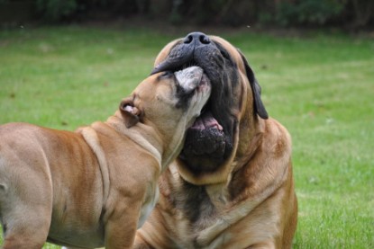 Continental Bulldogs Seeblickbulls Bilderalbum im Garten am 17. September 2011