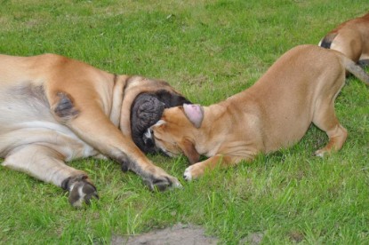 Continental Bulldogs Seeblickbulls Bilderalbum im Garten am 17. September 2011