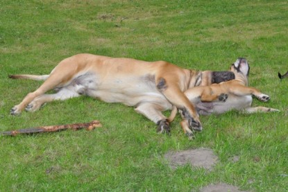 Continental Bulldogs Seeblickbulls Bilderalbum im Garten am 17. September 2011