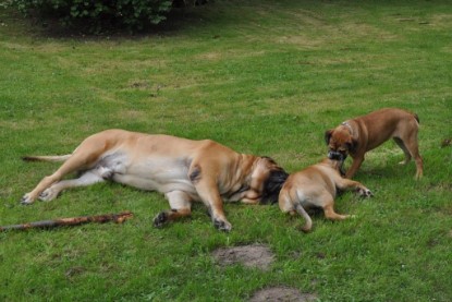 Continental Bulldogs Seeblickbulls Bilderalbum im Garten am 17. September 2011