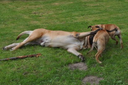 Continental Bulldogs Seeblickbulls Bilderalbum im Garten am 17. September 2011