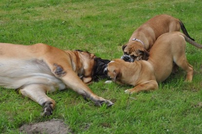 Continental Bulldogs Seeblickbulls Bilderalbum im Garten am 17. September 2011