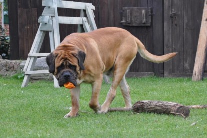 Continental Bulldogs Seeblickbulls Bilderalbum im Garten am 17. September 2011