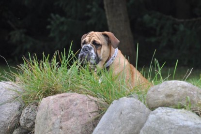 Continental Bulldogs Seeblickbulls Bilderalbum im Garten am 17. September 2011