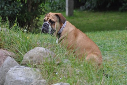 Continental Bulldogs Seeblickbulls Bilderalbum im Garten am 17. September 2011