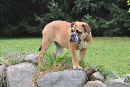 Continental Bulldogs Seeblickbulls Bilderalbum im Garten am 17. September 2011