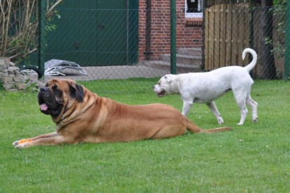 Continental Bulldogs Seeblickbulls Bilderalbum im Garten am 17. September 2011