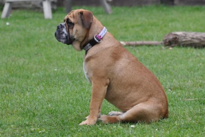 Continental Bulldogs Seeblickbulls Bilderalbum im Garten am 17. September 2011