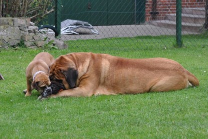 Continental Bulldogs Seeblickbulls Bilderalbum im Garten am 17. September 2011