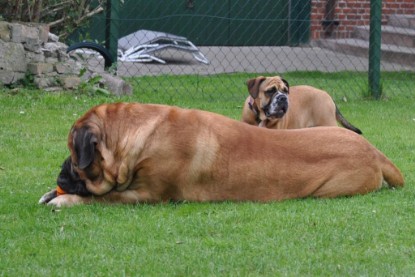 Continental Bulldogs Seeblickbulls Bilderalbum im Garten am 17. September 2011