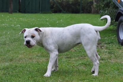 Continental Bulldogs Seeblickbulls Bilderalbum im Garten am 17. September 2011