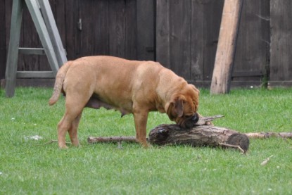 Continental Bulldogs Seeblickbulls Bilderalbum im Garten am 17. September 2011