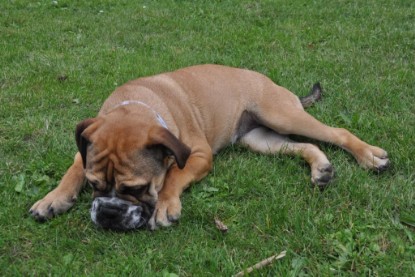 Continental Bulldogs Seeblickbulls Bilderalbum im Garten am 17. September 2011