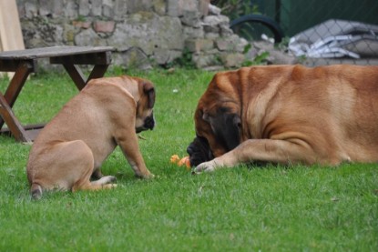 Continental Bulldogs Seeblickbulls Bilderalbum im Garten am 17. September 2011