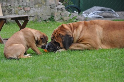 Continental Bulldogs Seeblickbulls Bilderalbum im Garten am 17. September 2011