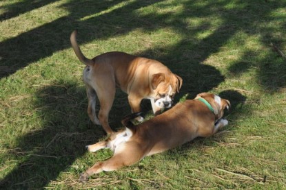 Continental Bulldogs Seeblickbulls Bilderalbum im Garten am 19. Oktober 2011