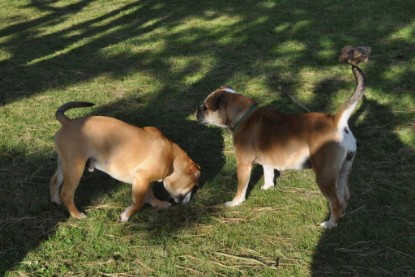 Continental Bulldogs Seeblickbulls Bilderalbum im Garten am 19. Oktober 2011