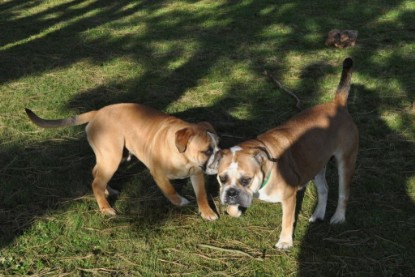 Continental Bulldogs Seeblickbulls Bilderalbum im Garten am 19. Oktober 2011