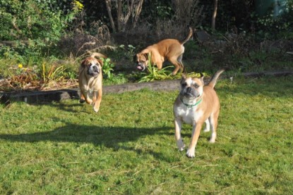 Continental Bulldogs Seeblickbulls Bilderalbum im Garten am 19. Oktober 2011