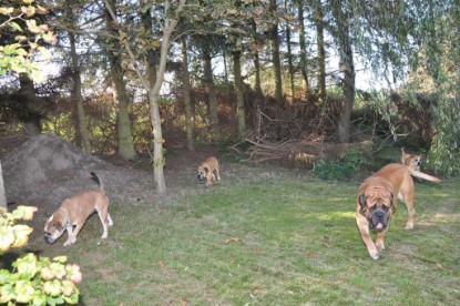 Continental Bulldogs Seeblickbulls Bilderalbum im Garten am 19. Oktober 2011