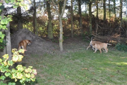 Continental Bulldogs Seeblickbulls Bilderalbum im Garten am 19. Oktober 2011