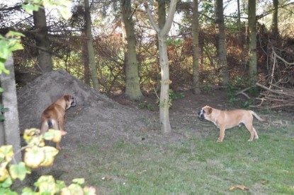 Continental Bulldogs Seeblickbulls Bilderalbum im Garten am 19. Oktober 2011