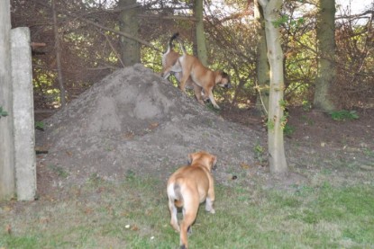 Continental Bulldogs Seeblickbulls Bilderalbum im Garten am 19. Oktober 2011