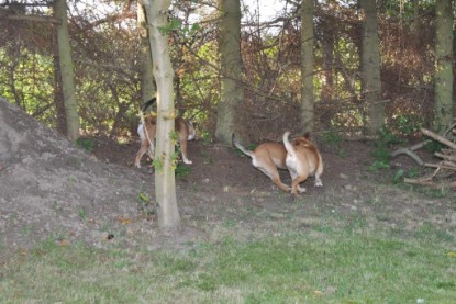 Continental Bulldogs Seeblickbulls Bilderalbum im Garten am 19. Oktober 2011