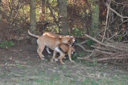 Continental Bulldogs Seeblickbulls Bilderalbum im Garten am 19. Oktober 2011