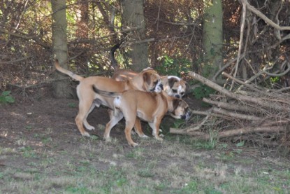 Continental Bulldogs Seeblickbulls Bilderalbum im Garten am 19. Oktober 2011