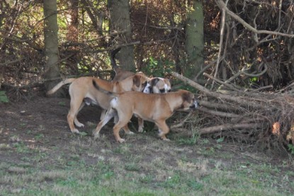 Continental Bulldogs Seeblickbulls Bilderalbum im Garten am 19. Oktober 2011