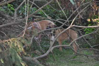 Continental Bulldogs Seeblickbulls Bilderalbum im Garten am 19. Oktober 2011