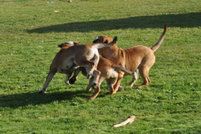 Continental Bulldogs Seeblickbulls Bilderalbum im Garten am 19. Oktober 2011