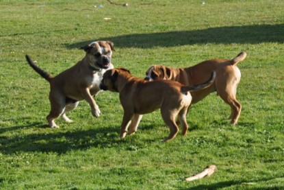 Continental Bulldogs Seeblickbulls Bilderalbum im Garten am 19. Oktober 2011