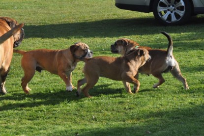 Continental Bulldogs Seeblickbulls Bilderalbum im Garten am 19. Oktober 2011