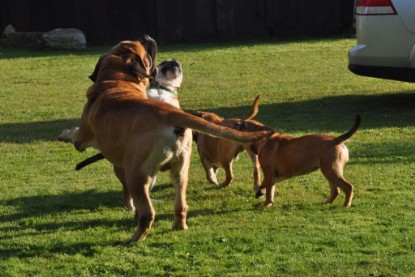 Continental Bulldogs Seeblickbulls Bilderalbum im Garten am 19. Oktober 2011