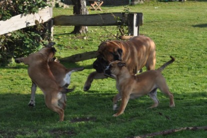 Continental Bulldogs Seeblickbulls Bilderalbum im Garten am 19. Oktober 2011