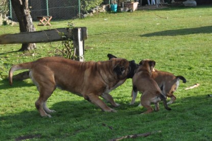 Continental Bulldogs Seeblickbulls Bilderalbum im Garten am 19. Oktober 2011