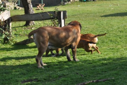 Continental Bulldogs Seeblickbulls Bilderalbum im Garten am 19. Oktober 2011